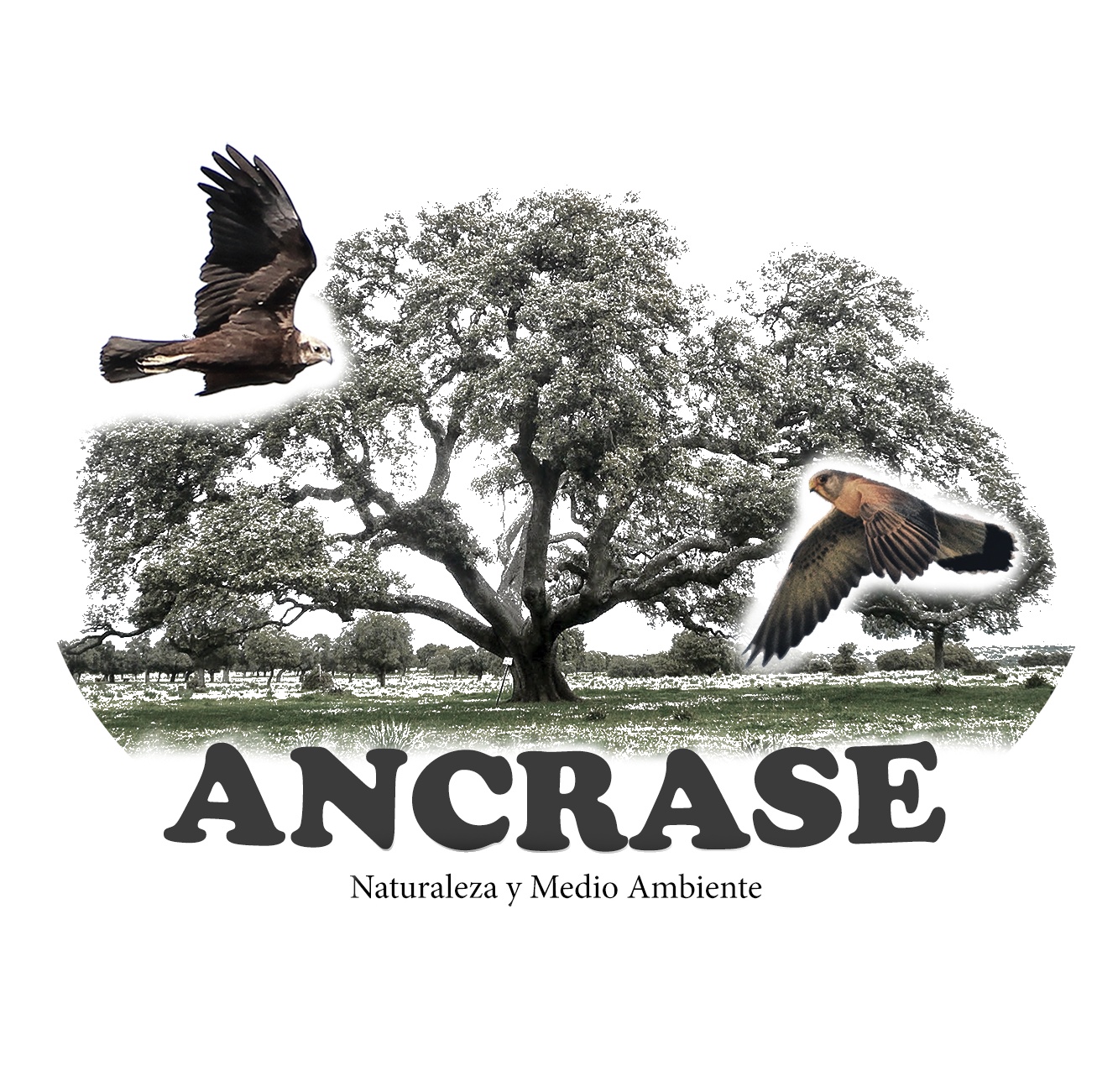 Logo ANCRASE